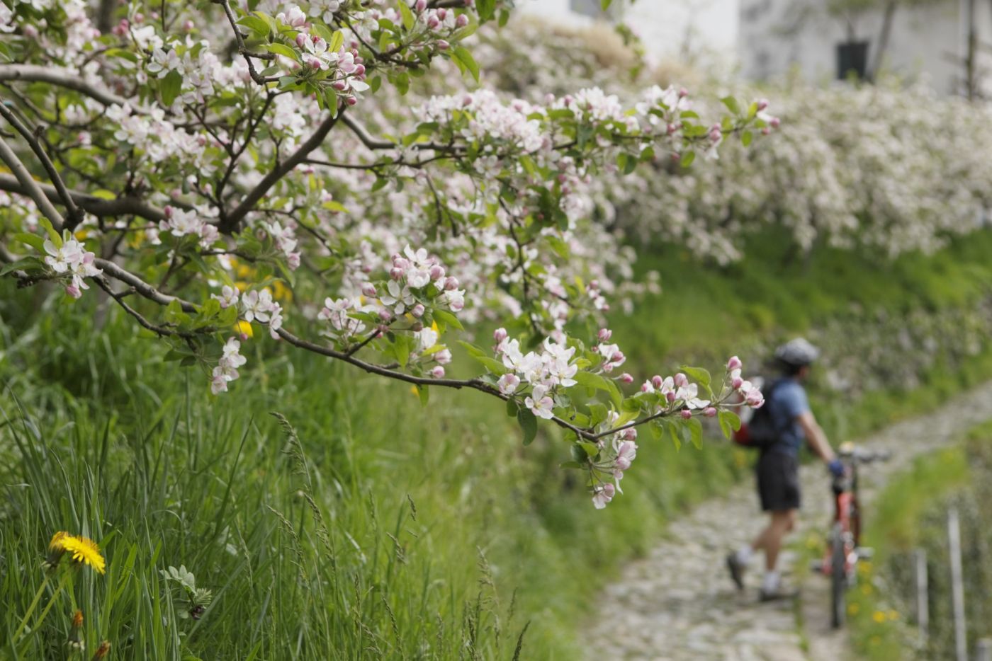 Tirolo Village | Dorf Tirol ⛰️Unique holidays near Merano