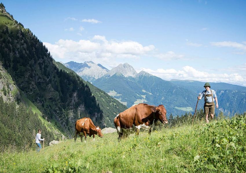 Kühe auf Bergwiesen beim Wandern rund um Dorf Tirol